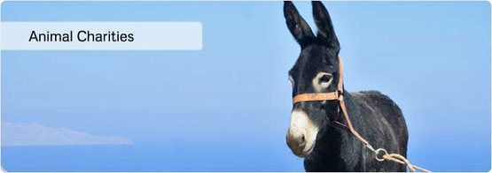 Animal Welfare