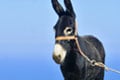 Animal Welfare