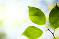 Environment & Conservation